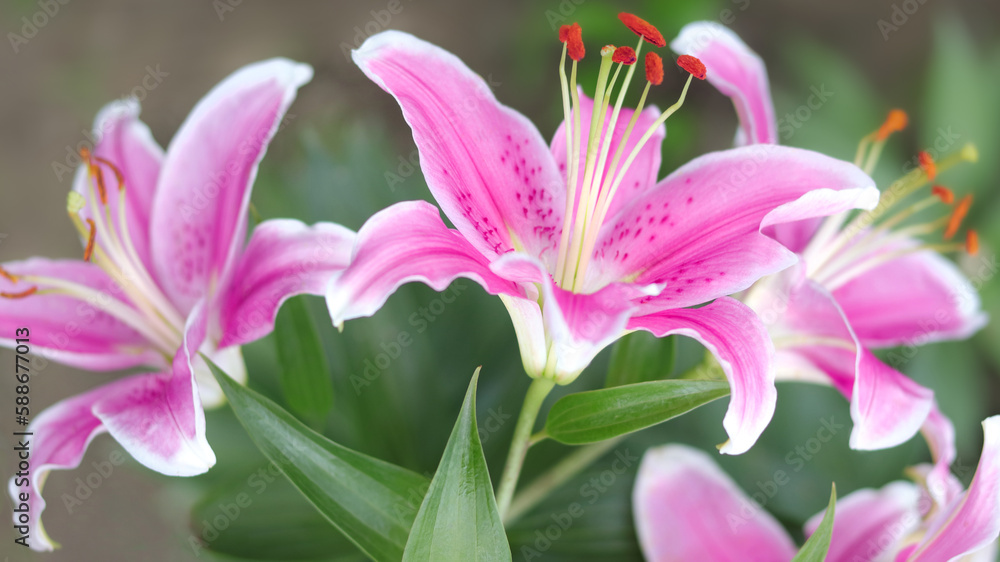 Bouquet of large Lilies. Lilium belonging to the Liliaceae. Blooming pink tender Lily flower . Pink Stargazer Lily flowers background. Closeup of pink stargazer Lilies and green foliage. Asiatic Lily