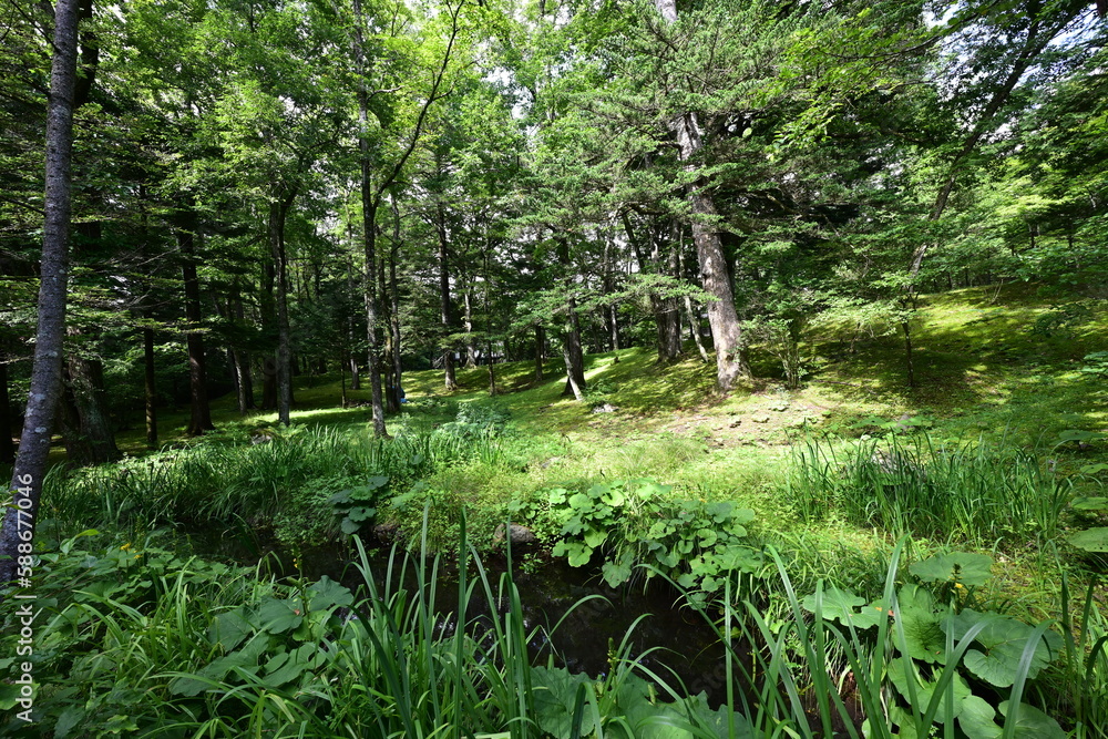 避暑地・軽井沢の鮮やかな緑に包まれた、さわやかな夏の風景 避暑地・軽井沢の鮮やかな緑に包まれた、さわやかな夏の風景