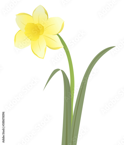 Vector of yellow daffodil flower illustration