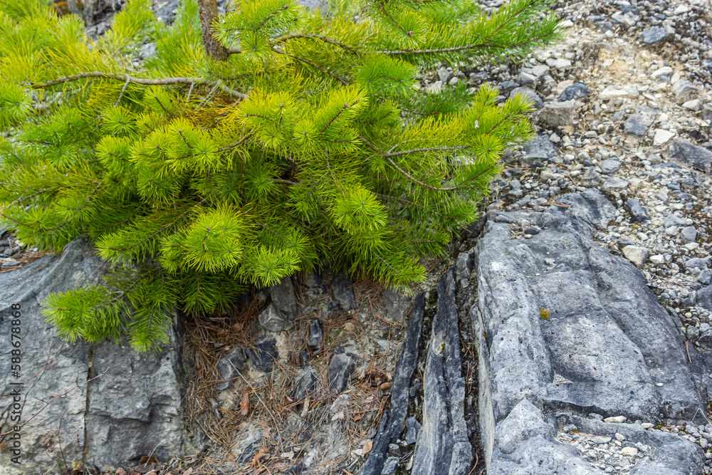 Small pine tree. small green spruce grows on a stone against the background of the forest. coniferous plants germinate in unfavorable conditions Small pine tree. small green spruce grows on a stone against the background of the forest. coniferous plants germinate in unfavorable conditions