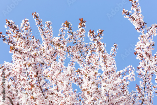 Prunus flowers in full bloom in spring. blue sky, warm sunshine