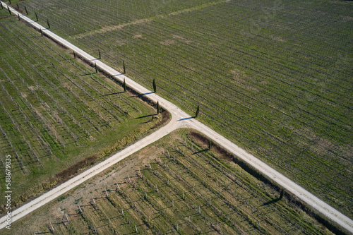 Crossroads road on a vineyard plantation top view. Winter vineyards in Italy aerial view. gravel road on vineyard plantation top view.