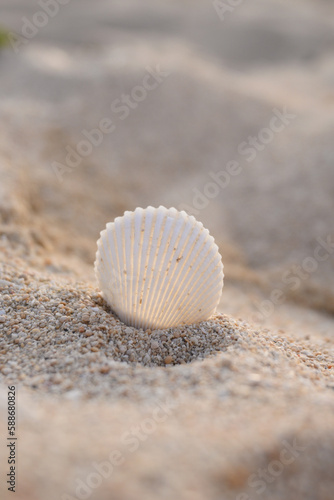 shell on the sand