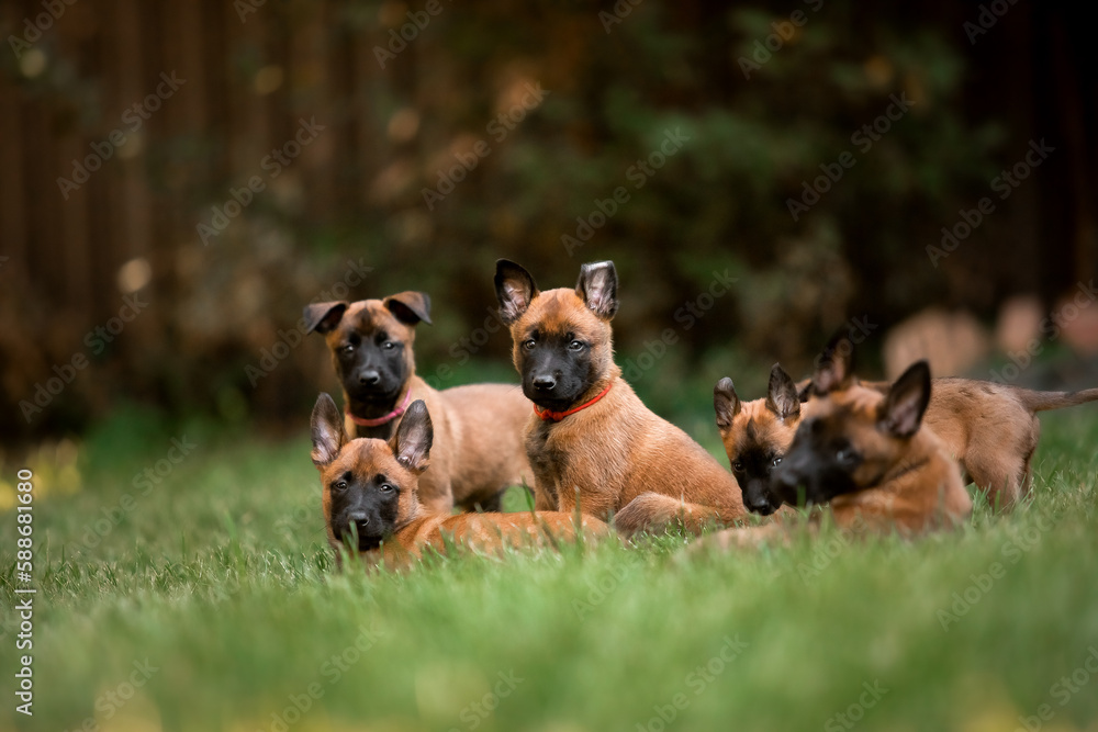 A group of puppy dogs are playing in the grass. A group of puppy dogs are playing in the grass.