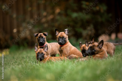 A group of puppy dogs are playing in the grass.