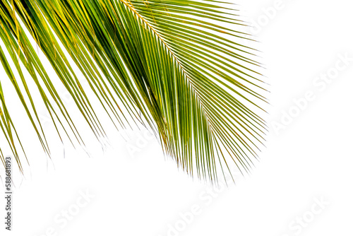 Palme de cocotier sur fond blanc 