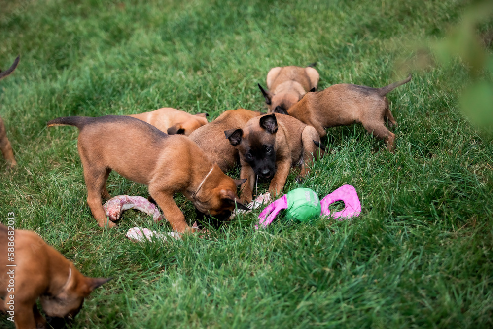 A group of puppy dogs are playing in the grass.