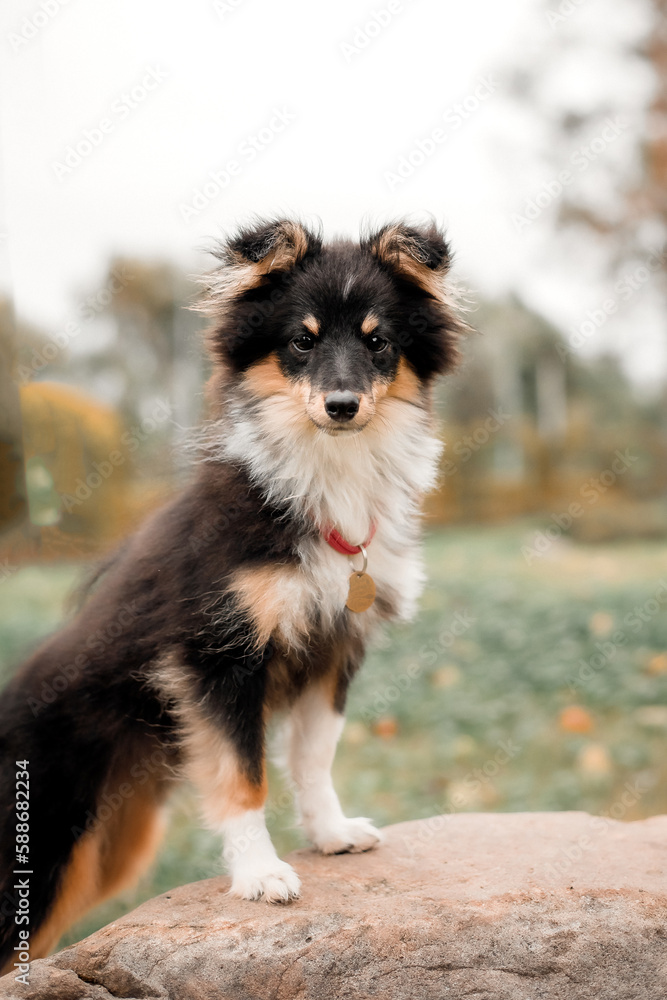 A dog sits on a fence in front of a field.