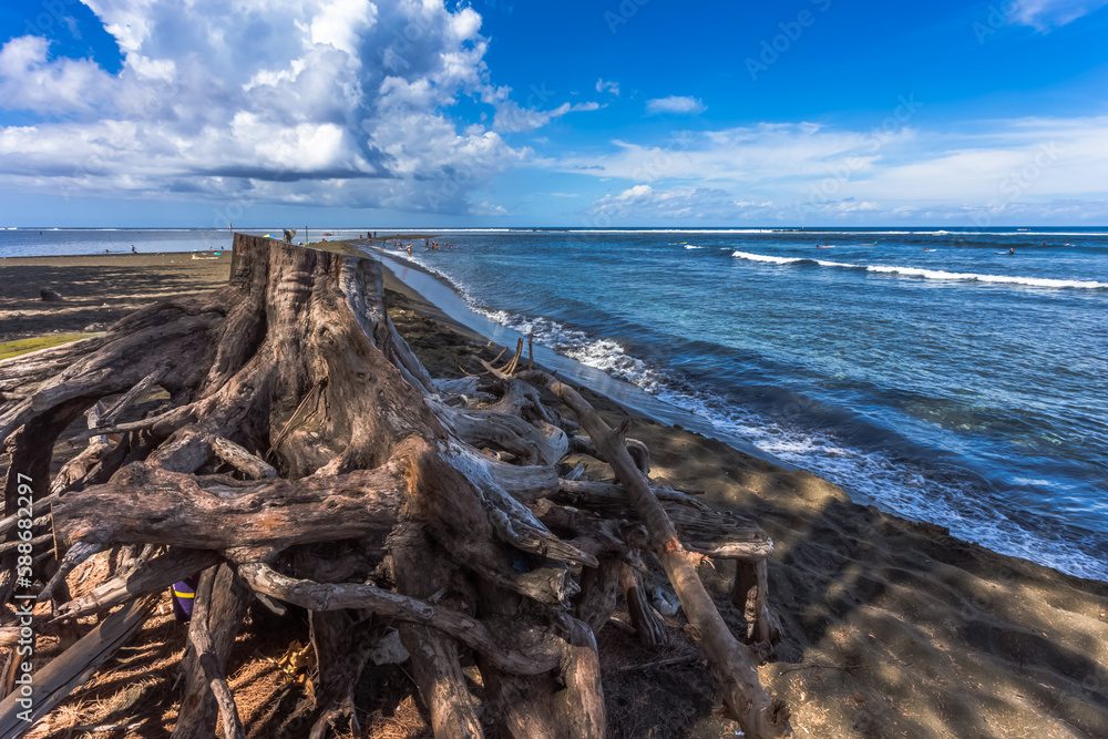 Souche de filaos sur plage de l’Etang-Salé, île de la Réunion 