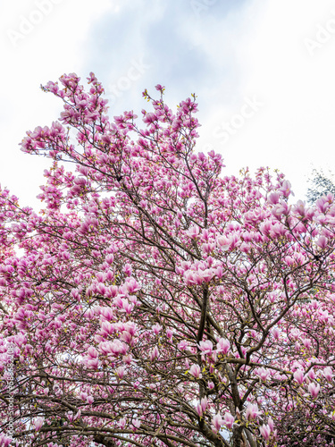 magnolia tree blooming.pink flowers 