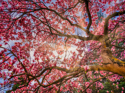 magnolia tree blooming.pink flowers 