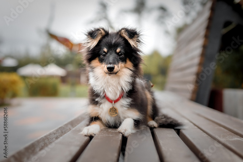 Sheltie dog sits on a bench © OlgaOvcharenko