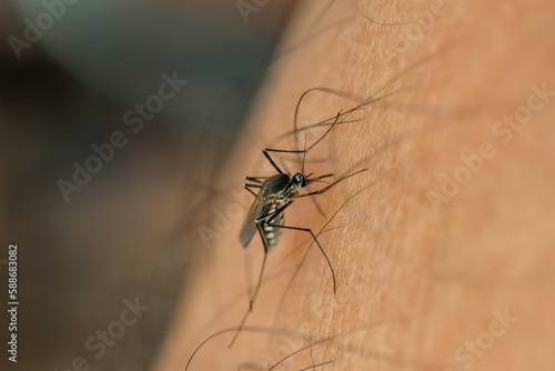 The Aedes aegypti mosquito sucks blood on human skin, Macro shot