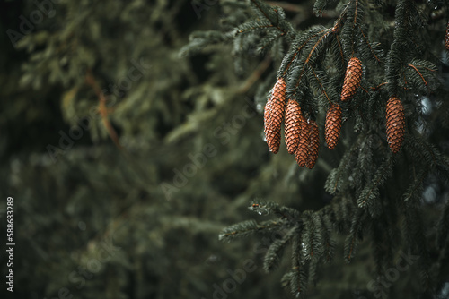 bunch of pinecones on a dark green pine branch. Natural background