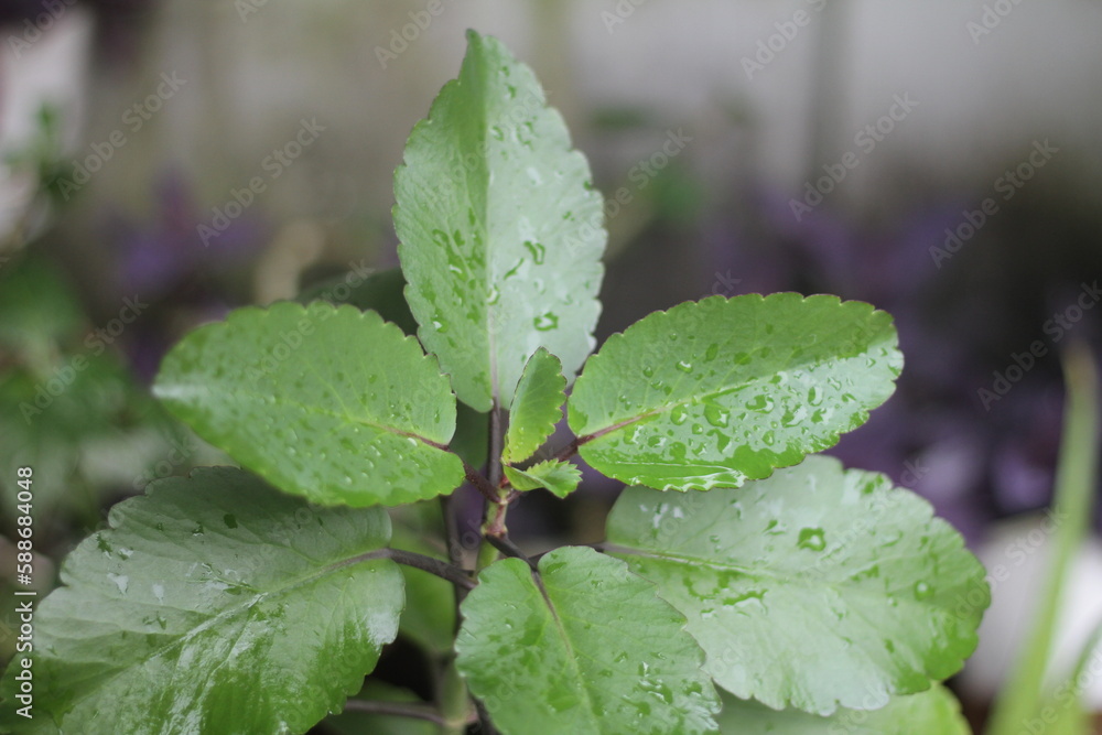 dew on a leaf