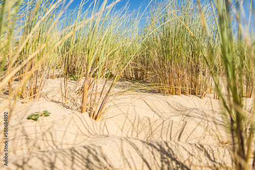Fototapeta Naklejka Na Ścianę i Meble -  French dune landscape along the Atlantic coast with grass on the top during a sunny day