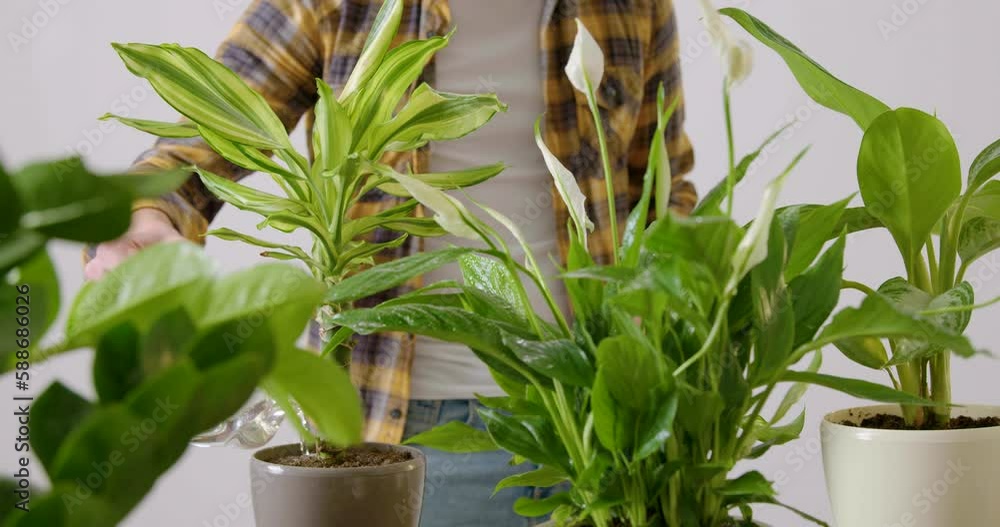 Closeup image of many green potted plants that have been replanted in