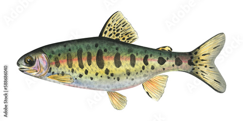 Golden trout. Hand-drawn watercolor illustration with detailed drawing ideal for posters, printing on fisherman souvenirs, menus