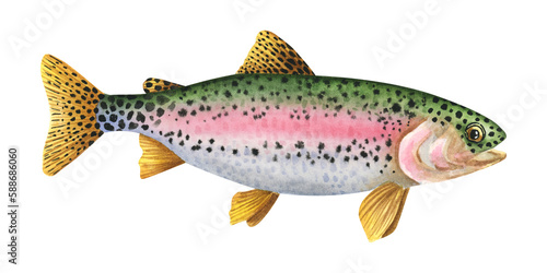 Rainbow trout. Hand-drawn watercolor illustration with detailed drawing ideal for posters, printing on fisherman souvenirs, menus