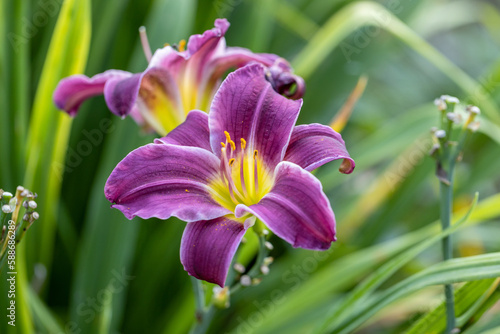 Purple and yellow daylily close-up