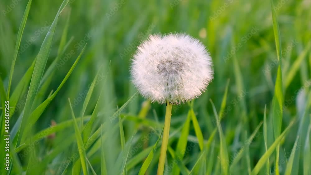 Dandelions grow in the garden. Selective focus. Dandelions grow in the garden. Selective focus.