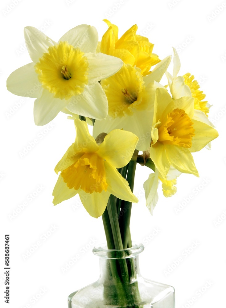pretty yellow daffodils as spring plant from a garden pretty yellow daffodils as spring plant from a garden
