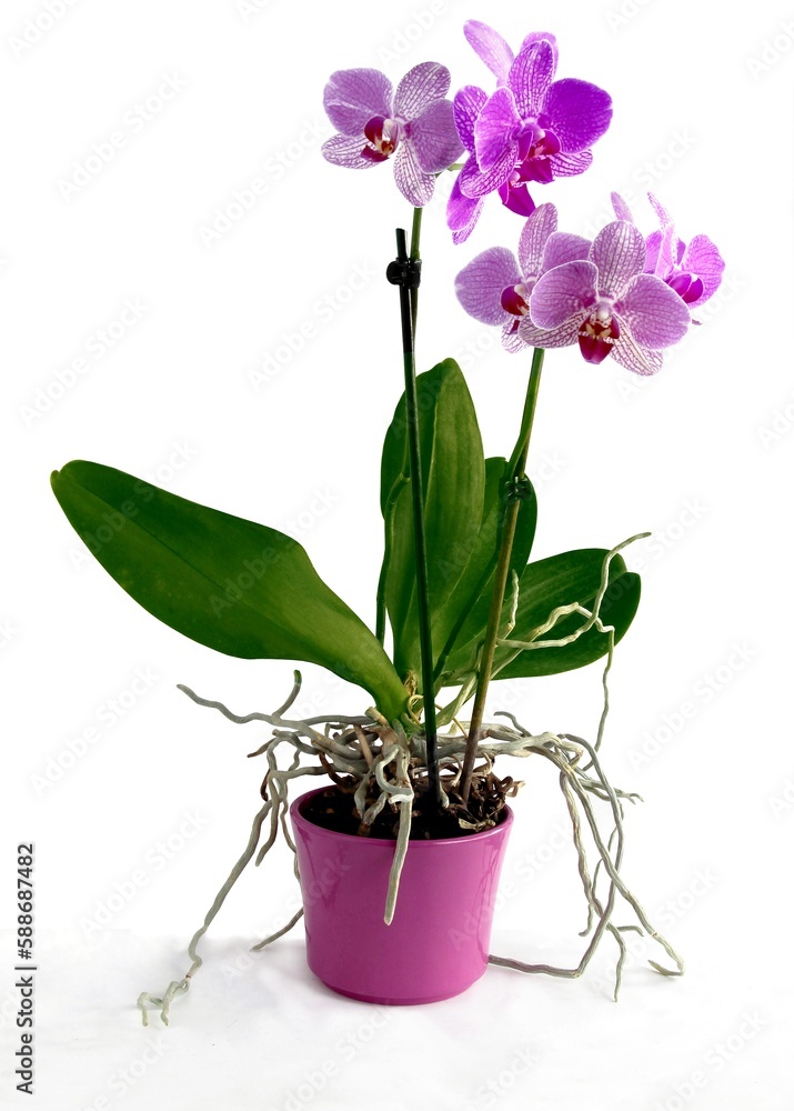purple flowers of orchid Phalaenopsis isolated close up
