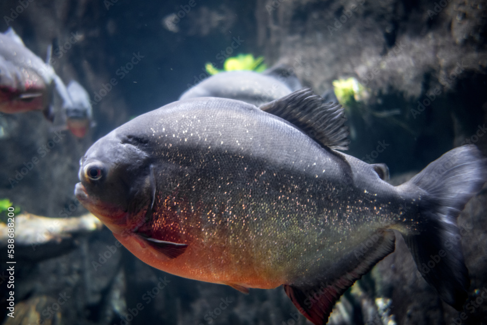 Piranha in a river Piranha in a river