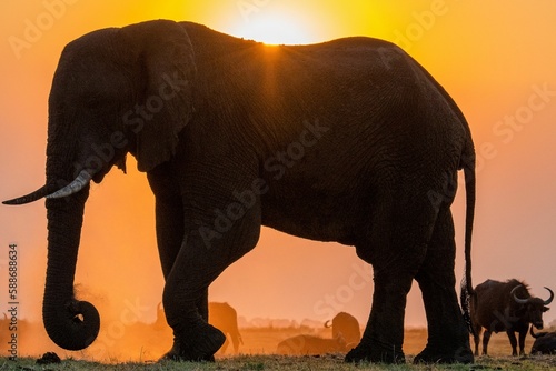 Canvas Print Chobe River Bull Elephant at Sunset