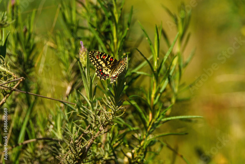 Yellow and black harlequin butterfly perched on a green plant