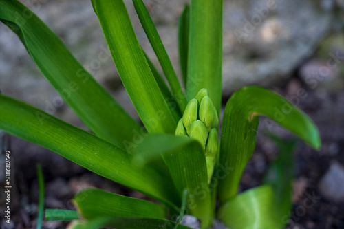 Green bud and leaves of the Muscari plant