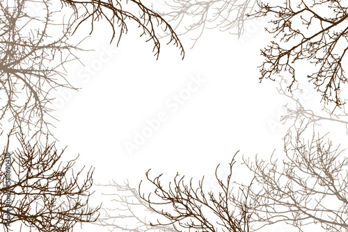Bare branches of trees silhouette, background. Vector illustration