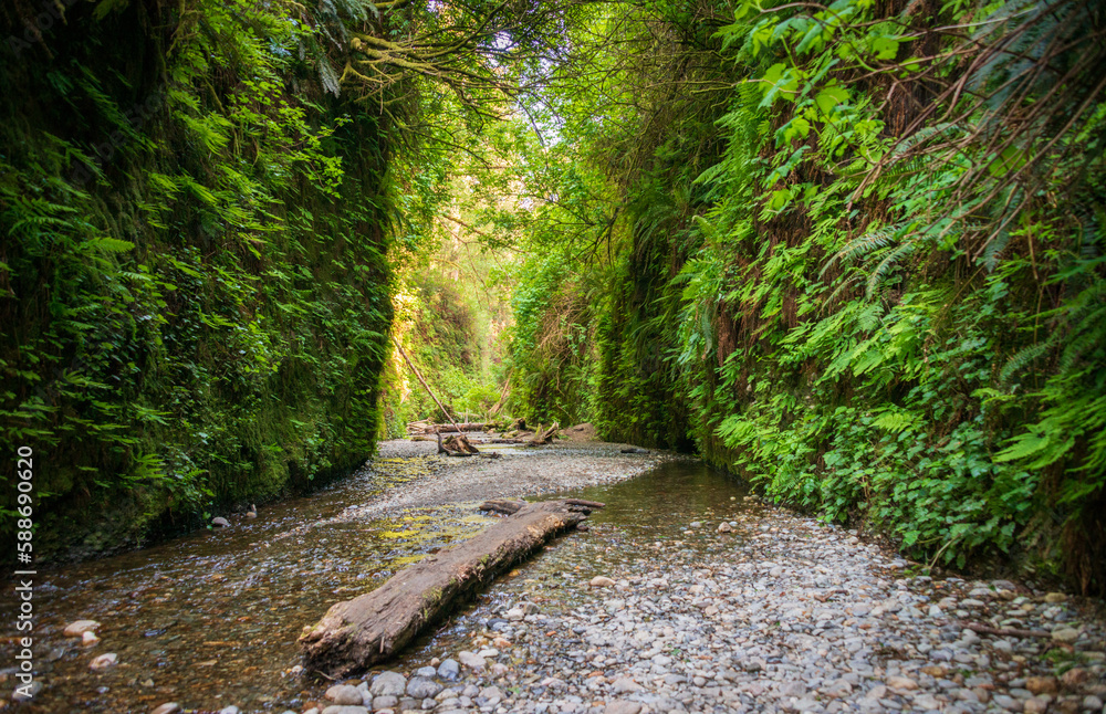 Fern Canyon at Redwood National Park Fern Canyon at Redwood National Park