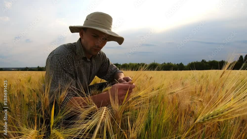 Close up to young farmer sitting at wheat field and exploring ripe cereal stems at overcast day. Male agronomist examining barley ears of crop at meadow. Concept of agricultural business. Slow motion Close up to young farmer sitting at wheat field and exploring ripe cereal stems at overcast day. Male agronomist examining barley ears of crop at meadow. Concept of agricultural business. Slow motion