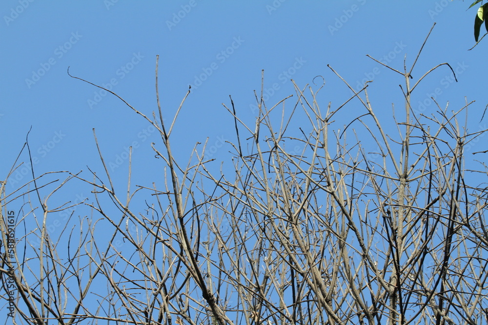 Obraz premium tree branch with sky background