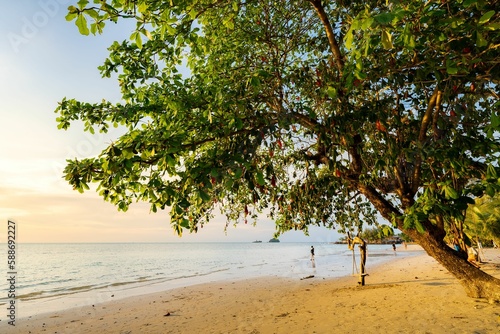 Green tree leaned towards the calm waters of the sea at a sandy beach in Koh Chang, Thailand