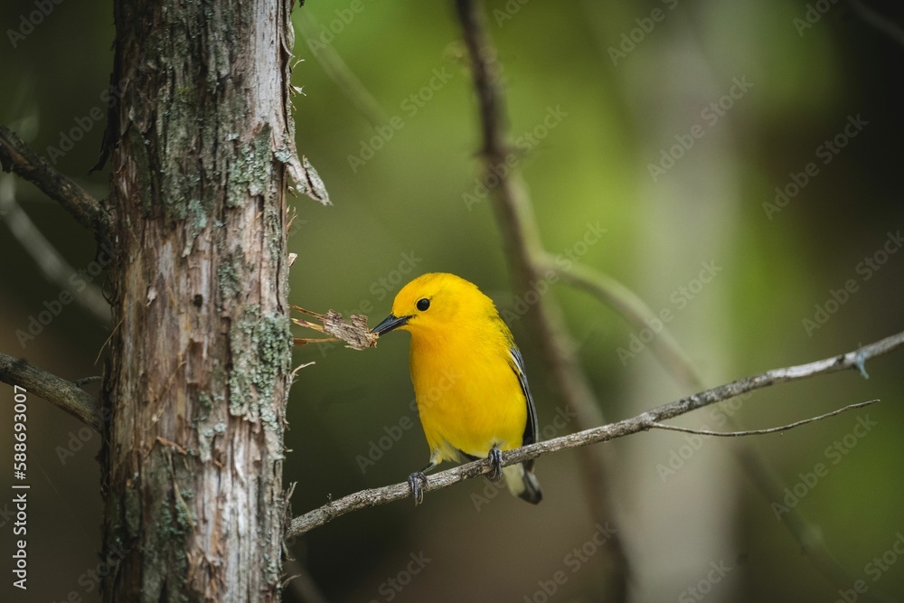 Close-up shot of a Prothonotary warbler sitting on a branch and holding in its beak a tree bark Close-up shot of a Prothonotary warbler sitting on a branch and holding in its beak a tree bark