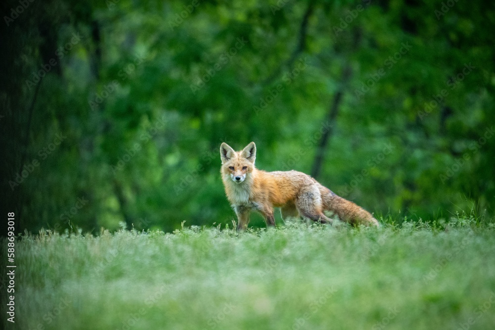 Fototapeta premium Closeup shot of a red fox standing in a green field and looking at the camera against trees