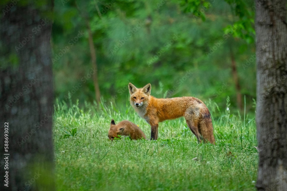 Closeup shot of a fox standing by its friend and looking at the camera in a forest