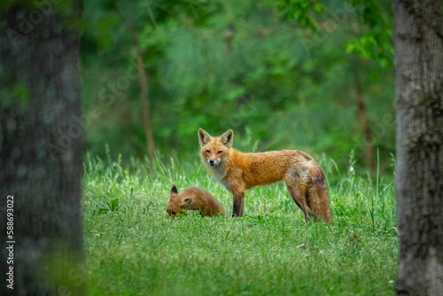Closeup shot of a fox standing by its friend and looking at the camera in a forest © Tennessee Photoworks/Wirestock Creators