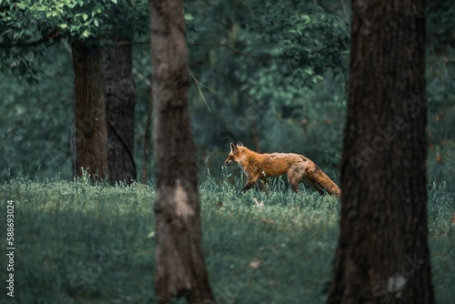 Scenic shot of trees in a green forest and a red fox walking on the grass, filter effect
