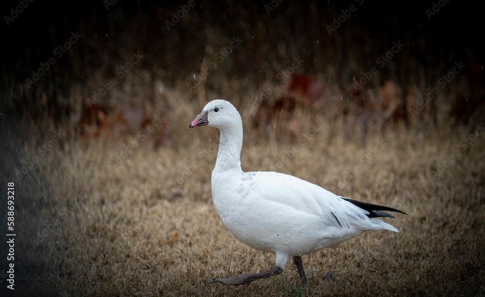 Closeup shot of a Snow goose walking in a rural place, vignette photography Closeup shot of a Snow goose walking in a rural place, vignette photography