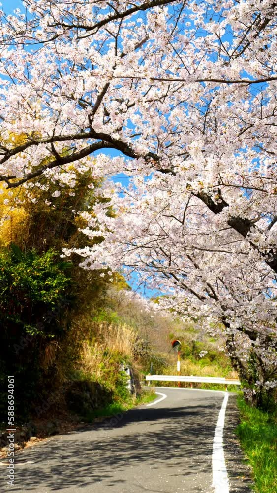 Cherry blossoms or sakura flowers blooming in full bloom in spring, Kagawa Prefecture in Japan, Flora background, Nobody, Vertical video for smartphone footage, Digital signage Cherry blossoms or sakura flowers blooming in full bloom in spring, Kagawa Prefecture in Japan, Flora background, Nobody, Vertical video for smartphone footage, Digital signage