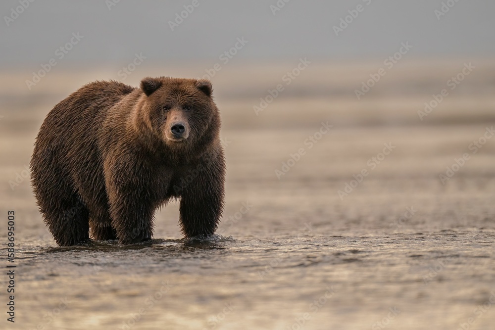 Fototapeta premium Beautiful shot of a brown bear walking along a seashore in Alaska