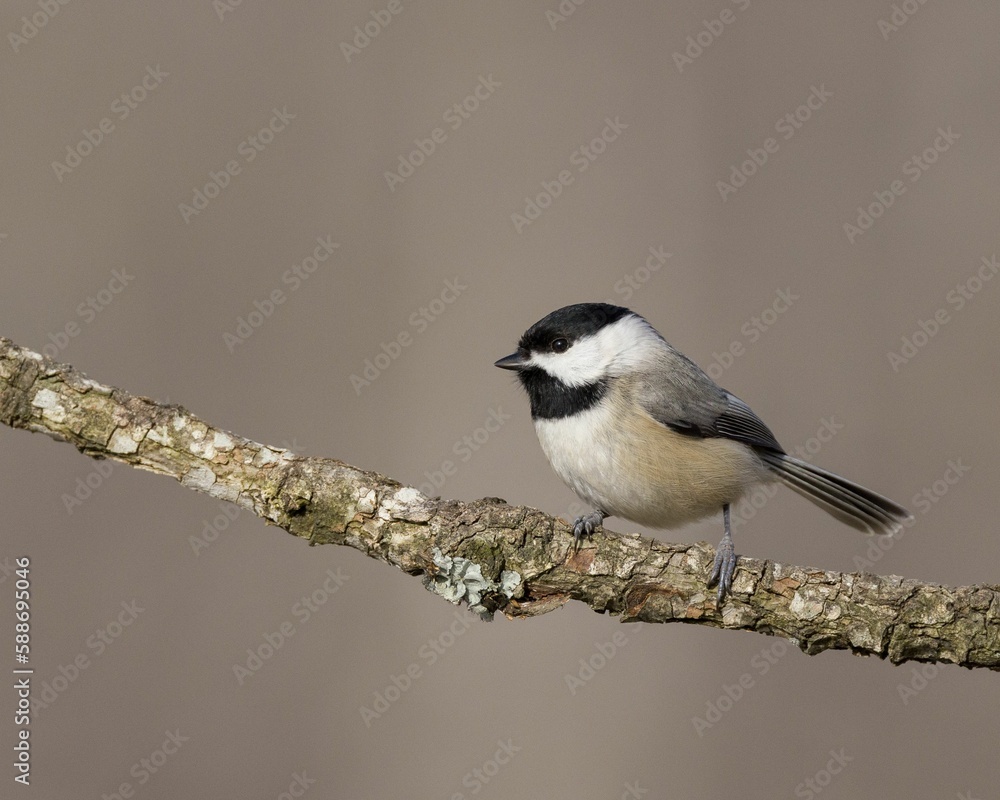 Closeup of a black-capped chickadee, Poecile atricapillus. Closeup of a black-capped chickadee, Poecile atricapillus.