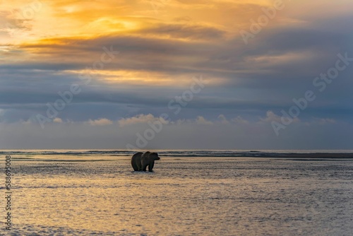 Beautiful shot of a brown bear walking along a seashore at sunset in Alaska