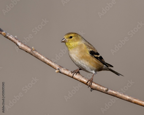 Closeup of American Goldfinch perched on branch against gray beige background
