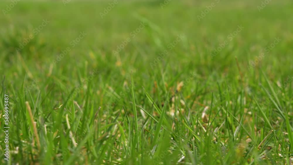 green grass background green grass background