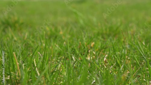 Wallpaper Mural green grass background Torontodigital.ca