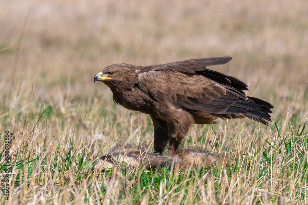 Lesser spotted eagle, Aquila Pomarina, in spring on the ground. Eat dead Badger. European nature. Lesser spotted eagle, Aquila Pomarina, in spring on the ground. Eat dead Badger. European nature.